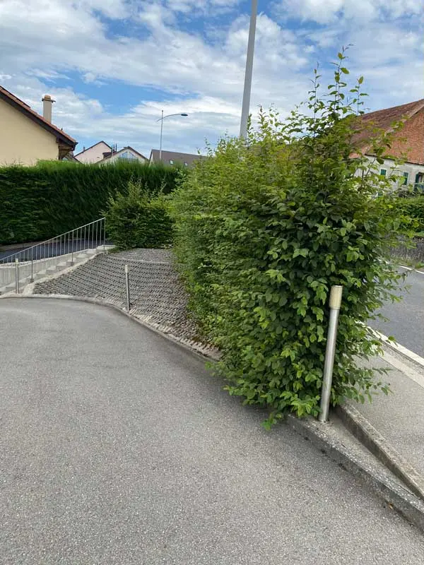 Haie de villa avant intervention