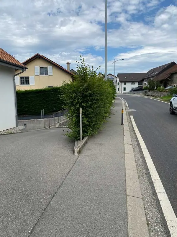 Haie en bordure de route avant intervention